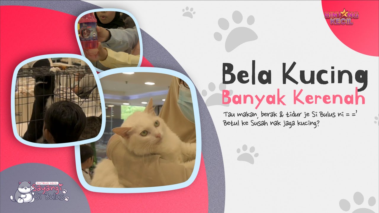 Bela Kucing Banyak Kerenah | Sayangi Si Bulus | BINTANG KECIL