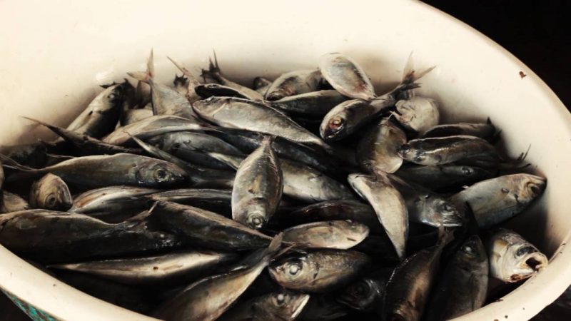 Anak Tak Makan Ikan Kerana Bau Hanyir, Atasinya Dengan 4 