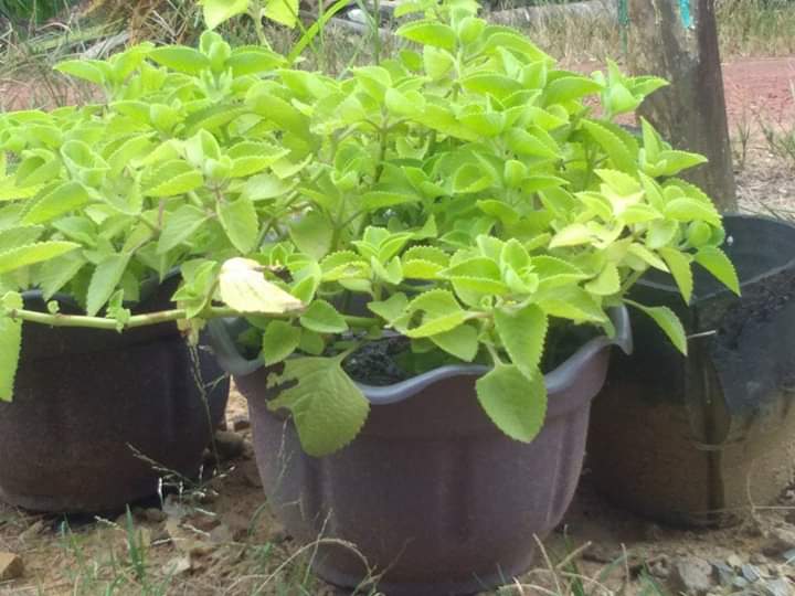Daun Oregano Bukan Guna Untuk Masakan Barat Je, Tapi Boleh 