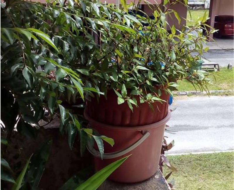 Tanam Kesum Di Balkoni Pun Boleh Hidup Subur. Ibu Ni 
